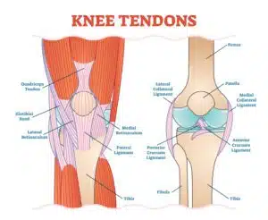 Knee Tendons medical vector illustration